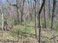 #6: View to the east from the confluence site.