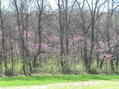 #7: View of edge of field from the north showing blooming redbud trees.