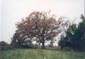 #2: Very noticable tree at 38.99984n 92.00042w