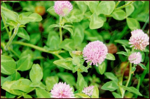 Honey Bee on Red Clover surrounding 39N 94W
