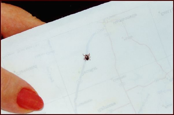 1 of 4 ticks I accumulated while visting site