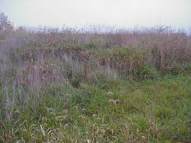 View to the west from the confluence site.