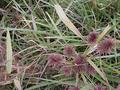 #4: Groundcover at the confluence site.