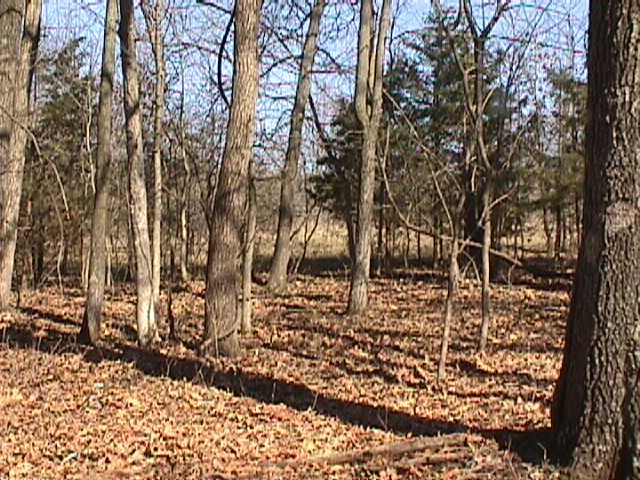 Looking east from confluence