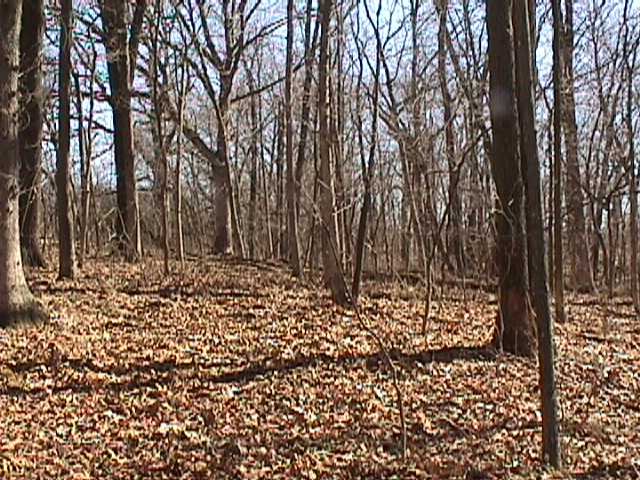 Looking south from confluence