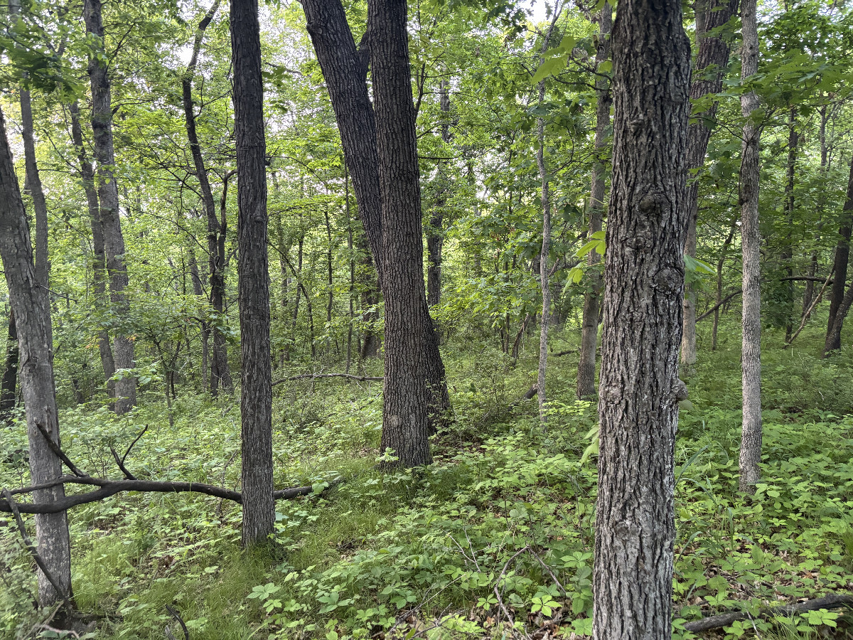 A view to the north from confluence site.