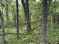 #2: A view to the north from confluence site.