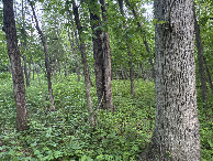 #4: A view to the south from the confluence point.  