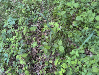 #7: Ground cover at the confluence site. 