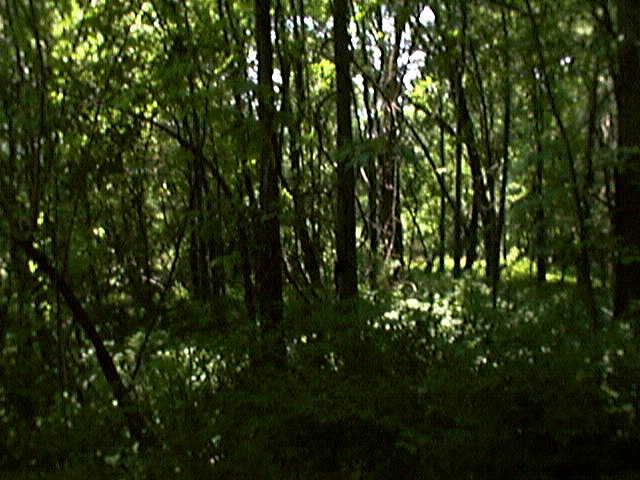 Looking south from the confluence