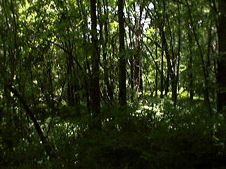 #1: Looking south from the confluence