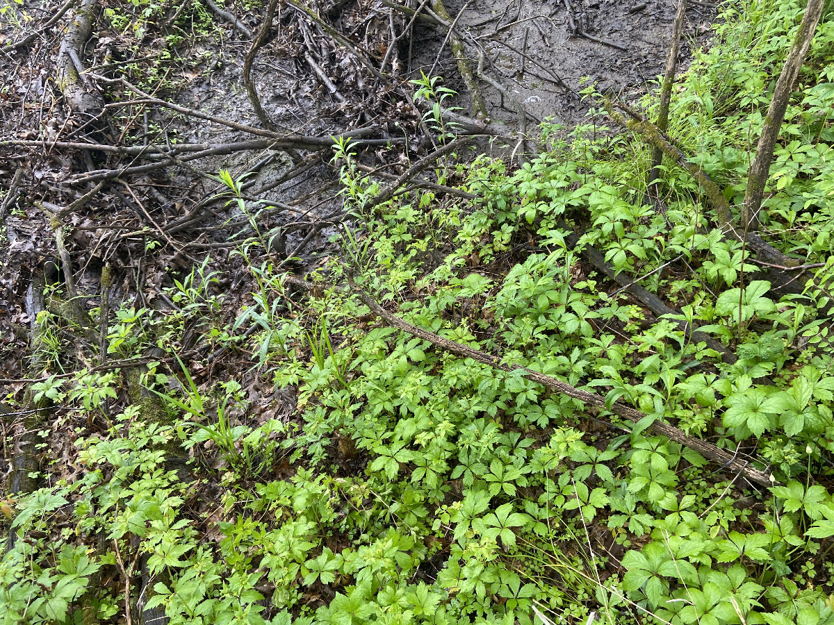 Ground cover at the confluence point. 