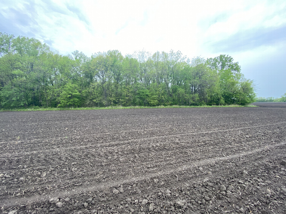 The confluence lies inside the treeline at the far end of this field, looking west-northwest.