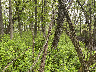 #4: View to the north from the confluence point. 