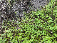 #8: Ground cover at the confluence point. 