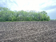 #9: The confluence lies inside the treeline at the far end of this field, looking west-northwest.