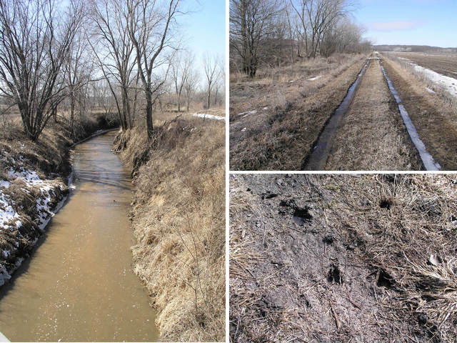 Tracks man made and natural on the levee to north of Lincoln Creek.