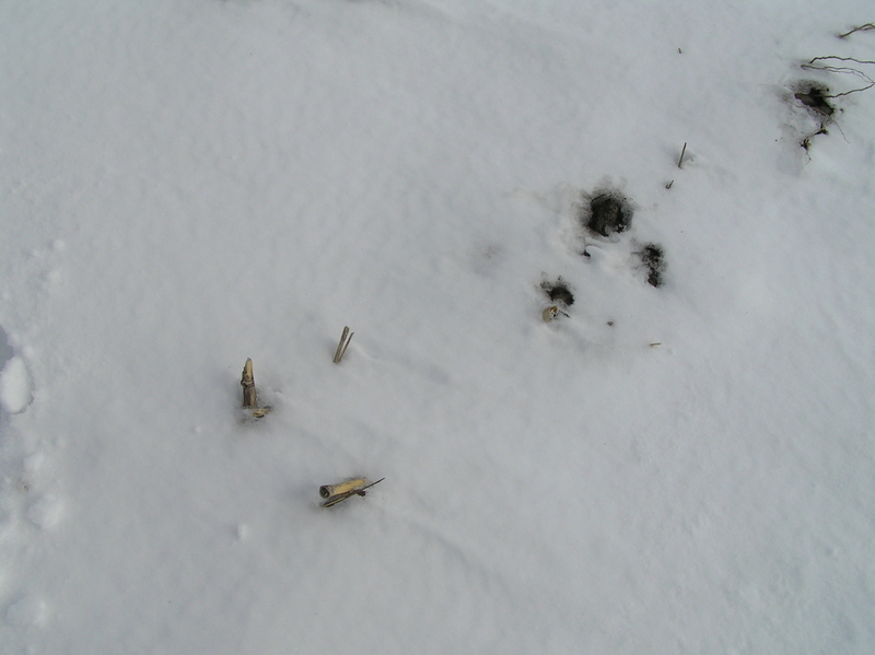 Corn stalks and snow:  Ground cover at the confluence.