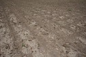 #5: The confluence point lies in this (currently bare) corn field