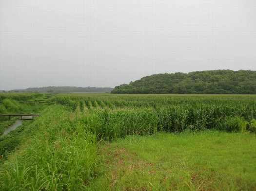 #1: View to the NNE, confluence about 100m into the corn field