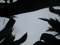 #6: Sky view (corn was 8-9' tall)
