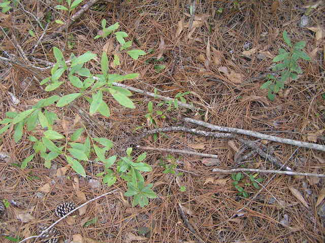 Ground cover at confluence site.