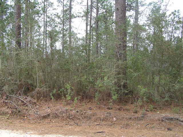 View to the south from the confluence.