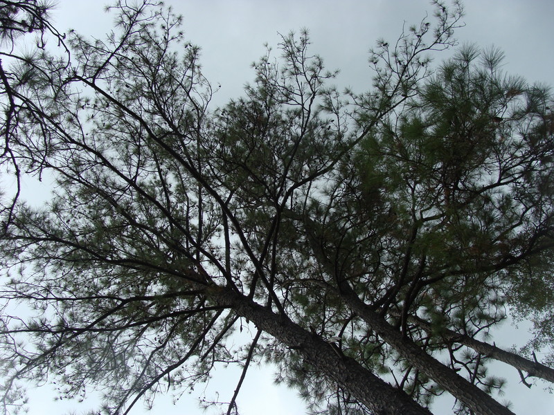 The opposite of ground cover in the south Mississippi pines.