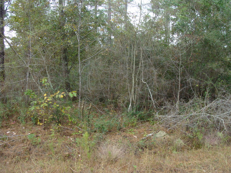 Looking north from Road 388B at 31N 89W.