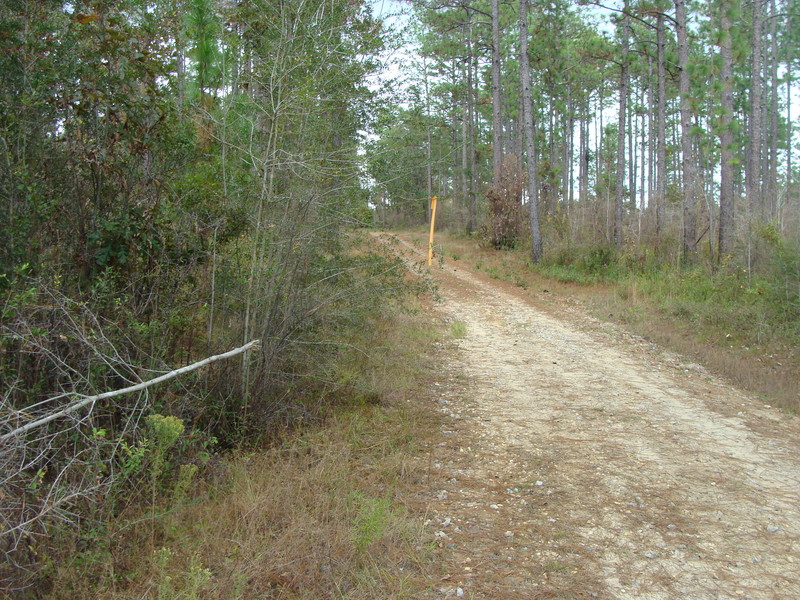 Did someone use this flagging tape to mark 31N 89W? (looking east, by the way)