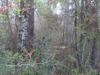 #1: A close examination of this photo reveals berries on the famous Kerski-Duke holly tree.