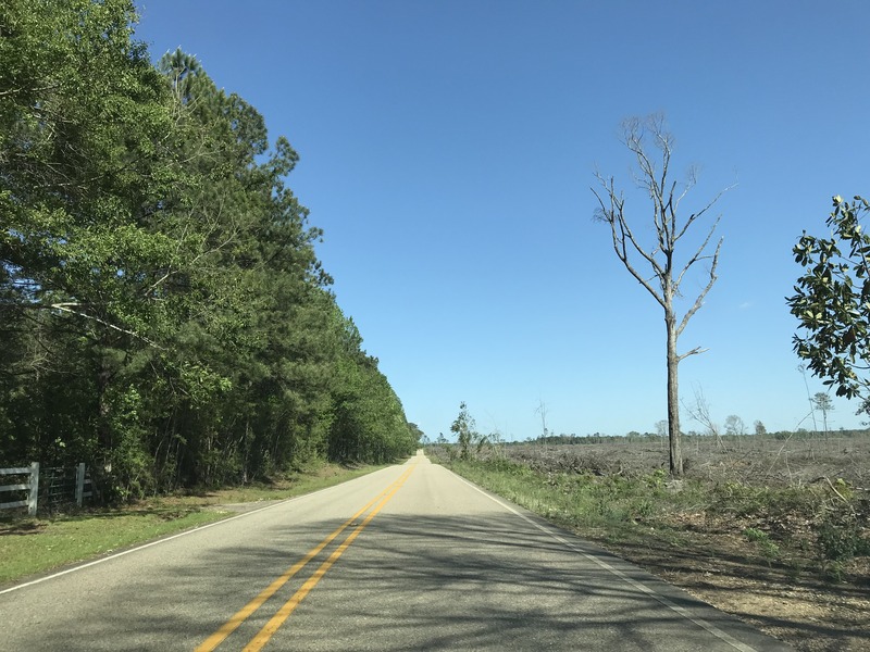 Logging evidence southeast of the confluence point. 