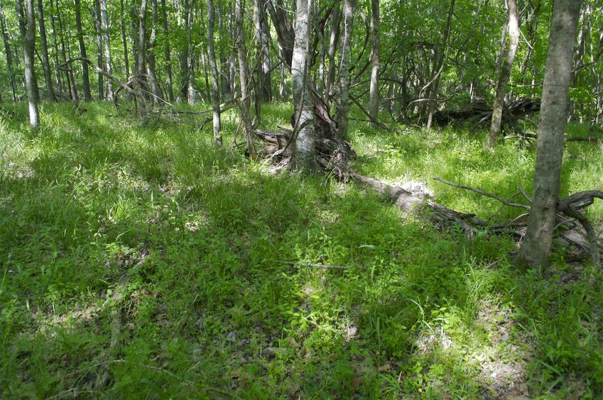 The confluence point lies in grassy woodland, just 1/4 mile south of a paved road