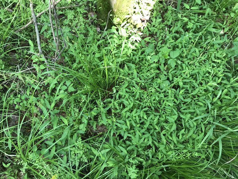 Ground cover at the confluence. 