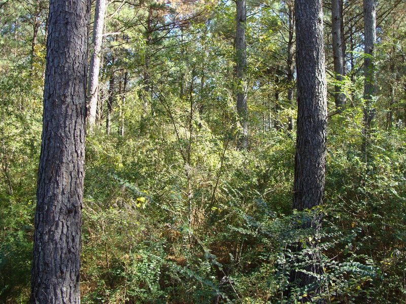 Thick undergrowth to the east of 33N 89W.