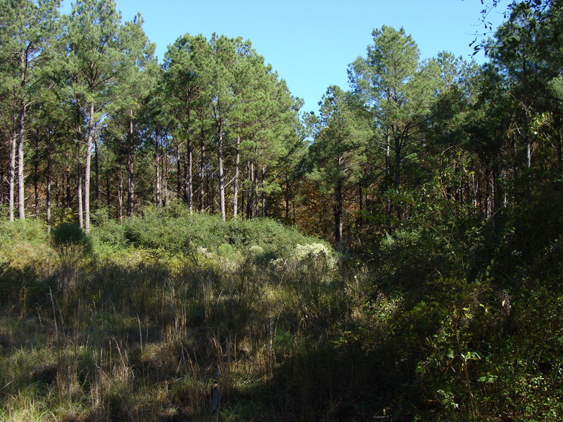 Vegetation is reclaiming the nearby field.