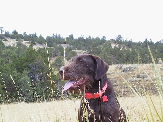 Gretel at the confluence