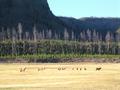 #8: Elk grazing in Yellowstone