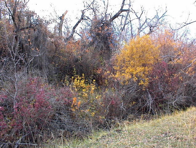 West view from the confluence