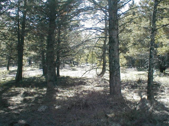 Looking West, and yes more trees