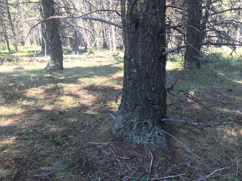 The confluence point lies on top of a hilltop, within a pine forest