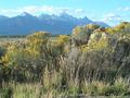 #9: Grand Tetons and rabbit thrush