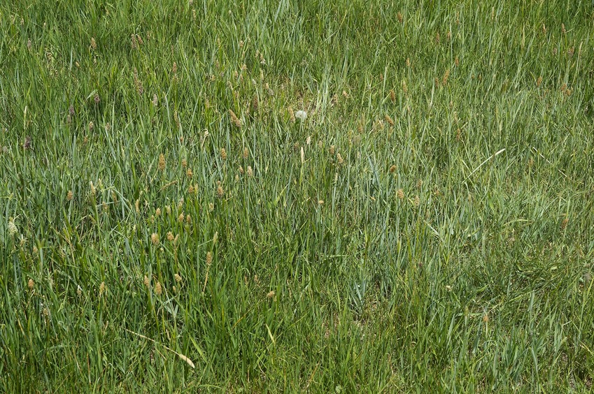 The confluence point lies in grassy farmland, just 0.3 miles north of a paved road