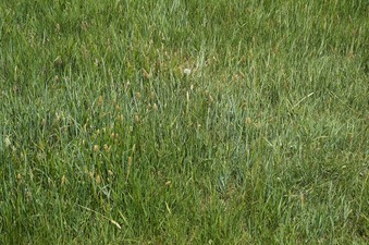 #1: The confluence point lies in grassy farmland, just 0.3 miles north of a paved road