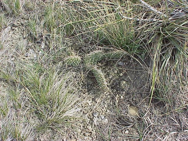 Ground cover at confluence site.