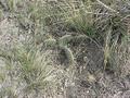 #5: Ground cover at confluence site.