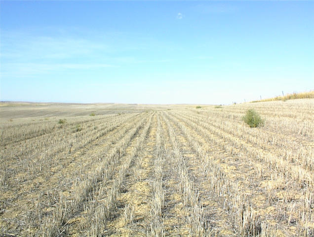 North view