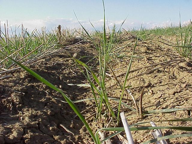 Ground cover at the confluence site--planted grass for cattle grazing.