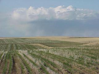 #1: View from the confluence site looking north-northeast across Big Sky Country--Montana.