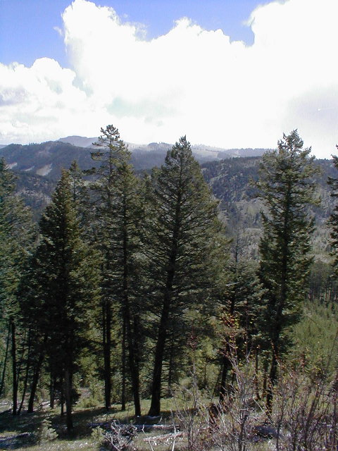 Looking east from the confluence